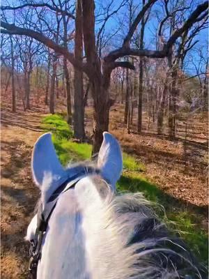 Gallop away with me. #campero #inquieto #surreal #horsesoftiktok #stallion #andalusian #ride #runaway #freedom #escape #horse #horsetok #pov #vr 