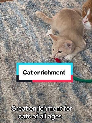 They can entertain themselves for hours. #safeanimalshelter #petdeals #pethealthandwellness #catsoftiktok #fostercatsandkittens #adoptablecats #shelterpetsoftiktok #catenrichmentideas 