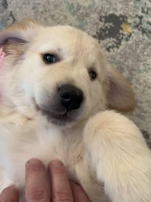 He’s pissed! #goldens #goldenretrieverlife #PetsOfTikTok #puppy #fyp 