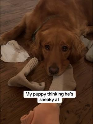 I swear, they just ended up under me here #goldenretrieverlife #goldenretrieversoftiktok #puppytiktok #sneakydog #funnyvideos #dogsoftiktok #dogmomsoftiktok #goldenretriever #sillydog #dogmom 