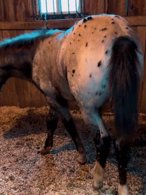 looking for name ideas… want something special. #horses #horsesoftiktok #appaloosa #app #appy #horse #foalsoftiktok #helpmeplease #horsehelp  