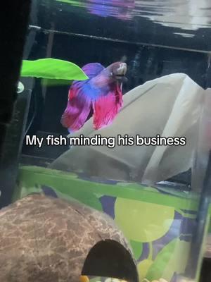 the stupidest species to ever exist #dwarffrog #betta #fyp 