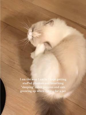 I understood the circumstances but it definitely makes me treasure my baby everyday…  #grateful #catmom #furbaby #ilovemycat #ragdoll #ragdollcat #iamthewayiam #trends #cattok #catsoftiktok #catlover #ragdollcats  #blessed #pets #PetsOfTikTok #cat #cats 