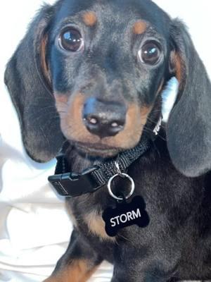 Legit my best friend , my baby … I think I needed you more than you needed me .. I love you so much Storm … thank you for fulfilling that empty void in my life. #mybaby #stormsworld #mybabydoggy #fyp #foryou #iloveyou #handsome #minaturedachshund #BestFriends 