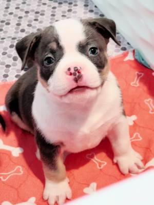 Junior just wants food 24/7 🙄🤣 #americanbully #bullypuppy #puppies #bluetri #fyp #animals #dogs #puppy #dog #2025 #pearlriverbullies 