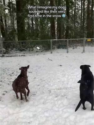 ♥️♥️♥️ #petsontiktok #dogloversoftiktok #labradorretriever #chiweeenie #pettok #dogtok #memories #enotravida 