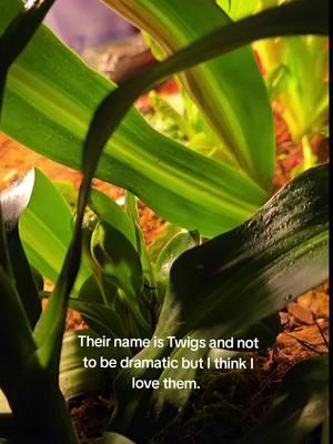 The buffs provided by Twigs and their enclosure are top tier. They started exploring and digging out favorite hangout spots.  #redfoottortoise #tortoise #tortoises #pet #pets  #tortoisesoftiktok 