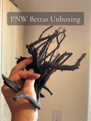One of my 2025 New Year resolutions was to get back into doing what I love; creating cool things.  Huge shoutout to @PNW Bettas for this beautiful package of sticks and plushies. I am so excited to love aquascaping again. ❤️  —— #fishtok #petindustry #fishkeeping #plantedtank #aquascape #bettafishcare #tropicalfish #aquarium #unboxing #bettafish #hardscape 