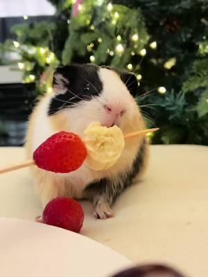 Happy new year 🎃💗🎉🐹 #guineapig #cavy #cavylove #guineapigs #guineapiglover #guineapigofig #guineapiggies #cuteguineapig #guineapigoftheday #guineapiglife #petsofinstagram #guineapigsof_ig #lovetheguinea #petslife #pets #cavia #meerschweinchen #marsvin  #petlovers#petsbringustogether #AnythingforPets #petphotography #guineapigsofinsta #petstagram  #animals #PetsOfTikTok