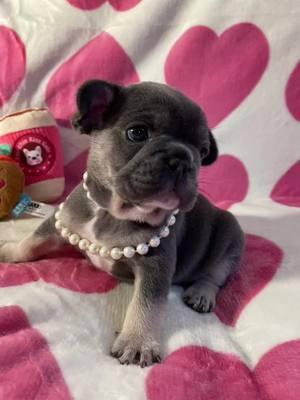 Frenchie puppy’s ❤️ 6 females     4 weeks old #frenchies #frenchiesoftiktok #frenchiepuppy #kaiserhollasfrenchies #puppytiktok #bluefrenchie #bluefawnfrenchbulldogpuppy 