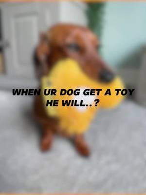 When ur dog get a heart toy, he will _____ ?🤔😂 #toy #dogproducts #dogmom #puppyessentials #puppy #puppies #petproduct #dogfashion  #ilovedog #cutepuppy #funnydogs