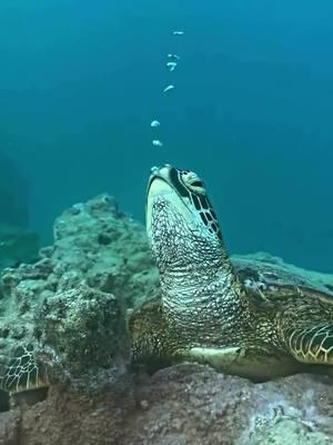 Sea turtle #tiktok #foryou #animals #cute #seaturtle 