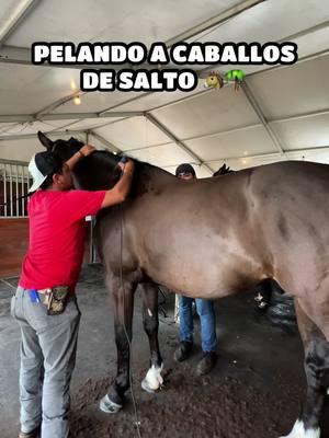 Pelando a caballos de salto 😵🐴 #horse #caballos #salto #florida #wellington #farm 