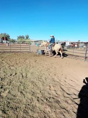 #fyp #foryou #forgoupage #andalusian #andalusianhorse #horse #horses #horsesoftiktok #horsetraining #horsetrainer #muleskinner #camelscreamer 