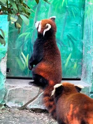 When will we have dinner? I'm hungry🤤🤤🤤#fy #fyp #trending #cute #adorable #redpanda #Love 