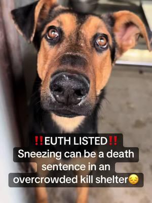 **ON EUTH LIST: CAN BE KILLED AT ANY TIME** PSALM - ID #A812829 (available 12/20/24) **MEDICAL WAIVER REQUIRED (sneezing & nasal discharge)** Located: Devore Shelter Description: I am a black and brown, unaltered male, who looks like a Shepherd mix. Age: I am estimated to be 1 year old. More Info: I am in kennel D 17. I have been at the shelter since Dec 15, 2024. I was found near 4100 Blk Mountain Dr in Arrowhd Subfrms. Shelter information Location: San Bernardino County - Devore Shelter Phone Number: (909) 386-9820 Address: 19777 Shelter Way Devore, CA 92407 Rescue coordinator email:  SBAC.rescue@dph.sbcounty.gov #devoreanimalshelter #devoreshelterdogs #savealifeadoptapet #fyp #foryourpage #help #rescue #la #sandiego #sanbernardino #cali #california #urgent #euthlisted #microchipyourpets #foryoupageofficiall 