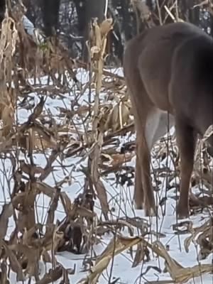 Master Late-Season Deer Hunting: Tips for Success Discover the secrets to successful late-season muzzleloader hunting. We share essential strategies for preserving food sources and enhancing deer movement patterns to maximize your chances. Join us for the ultimate tips to ensure your hunting is fruitful this winter! #DeerHunting #LateSeasonStrategies #MuzzleloaderHunting #HuntingTips #FoodSourceManagement #WildlifeMovement #BowHunting #OutdoorAdventures #HuntingSeason #GameManagement