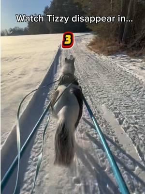 Watch Tizzy the pinto pony disappear! 😏😂 🐴 💙 ❄️⛷️ #alchemyacres #skijoring #miniaturehorses @ponies.and.properties @realtor.in.the.wild 