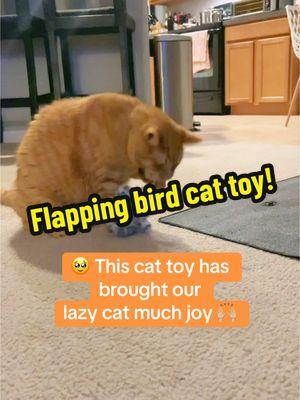 This cat toy makes our kitty so happy! #flappingbirdtoy #cattoys #happycat #kittenplaying #catenrichment #indoorcatlife #lazycat #electriccattoy 