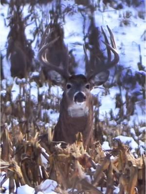 Keepin his doe in line!! • • Follow @officialwhitetailfever❗️ Follow @officialwhitetailfever❗️ • • Vc: @MidwestWhitetailOfficial  •  #hunting #huntingtonbeach #trending#bowhunting #deerhunting #duckhunting #huntingdog #huntingseason #huntinglife #turkeyhunting #elkhunting #waterfowlhunting #goosehunting #huntingdogs #shedhunting #huntingislife #huntingthings #huntingknife #whitetailhunting #archeryhunting #huntingphoto #hoghunting #huntinggear #coolhunting #huntingtrip #pheasanthunting #bearhunting  #huntingday#whitetailhunter 