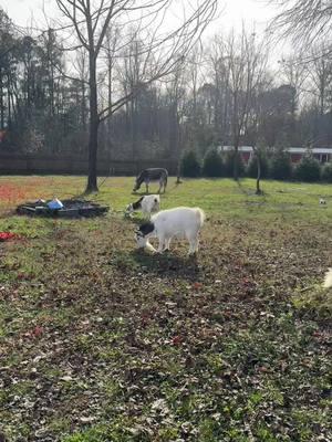 He’s ✨different✨ #goat #goats #goatsoftiktok #farmtok #funnygoats 