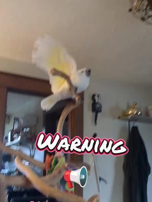 Furby wishes he lived in a peaceful world, where breaking news doesn't interrupt his shows. #furbythebirb #beautifulbirds #parrots #birdvideos #cutebirds #parrotsoftiktok #umbrellacockatoo #cockatoos #cockatoo #cockatoosoftiktok #talkingbird #cutebirdvideos #exoticpet #fyp #birdsoftiktok #mypetparrot #breakingnews #specialreport #interrupted #tvshow 