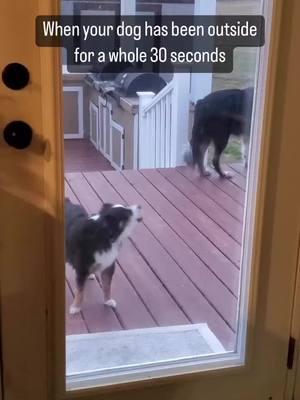 Did anyone hear "I'm in the north" ❤️ Follow @australianshepherdvibe  Credits @holly.b.mccoy.3  - - - - - #australianshepherd #australiansheperd #austrailianshepherd #australianshepherd world #australianshepherds #australian_shepherd #australianshepherdlove #shepherdaustralian #australianshepherded