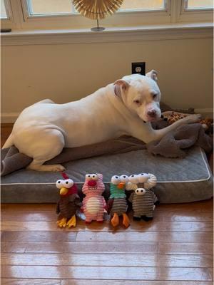 @Nocciolatoys funny stuffed plush dog toys. 5 piece barnyard set. Pibble tested and approved 👍🏼 Each toy has its own unique squeak. Engaging and durability guaranteed. ##dammittravis##travisthepibble ##nocciola##nocciolatoys##dogtoys