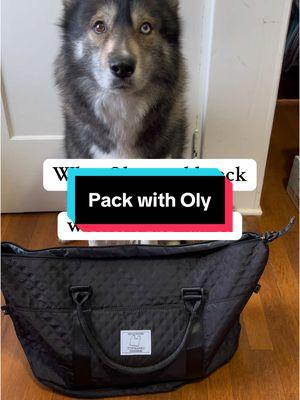 If I let Oly pack his own bag this is probably what it would look like. #dogs #dogsoftiktok #dogtok #catsanddogs #catanddog #kittens #dogtreats #dogchew #bullystick #dogfood #dogtoy #packwithme 