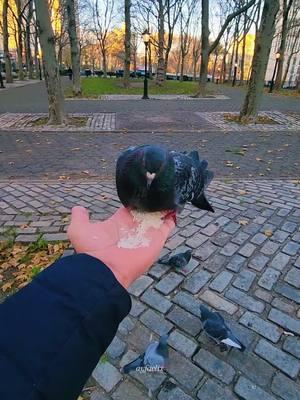 تنہا ہار جاؤ لیکن سہاروں کے عادی نہ بنو۔۔۔۔ #myfriends #birds #pigeon #feeding #pigeonforge #beautiful  #NYC #ayfaclix #log #adat  #wafadari #honest #loyal #foryou #fm #music #fyp #enjoylife #stayhappy #💙 #❤️ #🧡 #🥰 #✌️ 