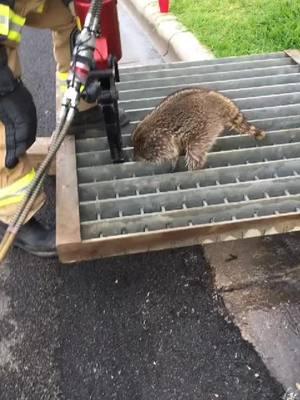 #animals #stuck #rescue #firefighter #firefighters #firefightertiktok #tooltime #jawsoflife #saved 