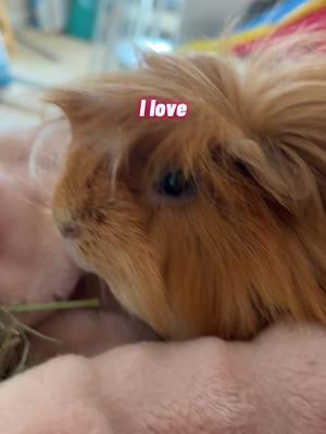 #CapCut I love you so much little piggy <3 it’s probably gonna be harder this year without his brother, but we will get through it. He is not lonely. He has me, the cat, and his favorite pink blanket‼️ #guineapig #pet #ilovemyguineapig #ilove #Love #fyp #PetsOfTikTok #longhairedguineapig #foryoupage #cute #cutepet 