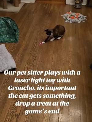 Laser light game and cats #groucho #devonrex #catsoftiktok #catbehavior #laserlight #catgame #stevedalepettips #stevedale 