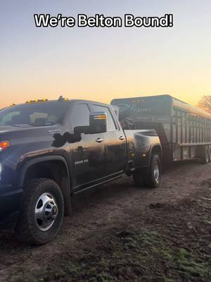 We’re Belton Bound! ☀️  The kids have been counting down the days until the next show and its finally here!  Looking forward to the first show of 2025 and memories made with our little family, and our friends!  Happy Thursday Everyone!  • • • #TheV6Ranch #thev6ranchfam #brahman #brahmancattle #brahmanbaria #fyp #cows #fypシ゚viral #foryoupageofficiall #V6Brahmans #cattleshow #showcattle #ranchlife #traveltiktok #tiktokforyou 