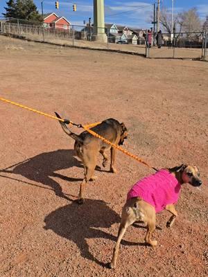 Taking Biscuit, Duke, and Tiny on a walk for New Years. #leash #duoleash #notangleleash #dogs #furbabies #dogs #blackmouthcur #alstrailiansheperd #minichihuahua #dogtok 