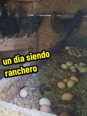 un dia siendo ranchero #comoenelrancho  #oaxaqueñosenohio 