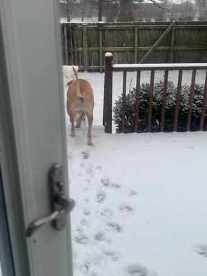 Won’t go outside in the rain but snow is play time 😂😂 the Texas dogs are loving it 😍 #dogs #snowday #greatdane #greatdanemix #supermutt 