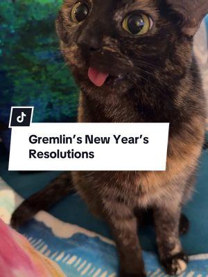 Gremlin’s got a lot going on this year! 👏 Happy 2025 y’all! ​ ​#catladytails #catswiththeirtonguesout #tortiecatsoftiktok #catsoftiktok 