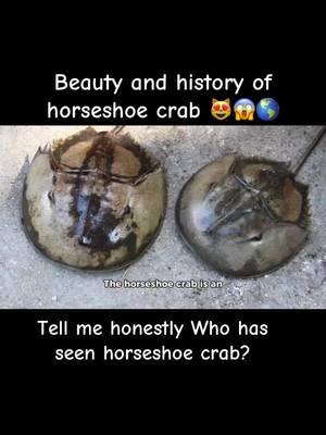 Beauty and history of horseshoe crab 😻😱🌎 #creatorsearchinsights #history #horseshoe #foruyou #viral #aigeneratedvideo #viral #informativevideo #beautyofnature #unitedstates #amrica #germony #switzerland #malaysia #5millionviews #naturebeauty #tiktokteamplzdontunderreviwemyvideos #tiktokteamplzviral #unfreeze #ai 