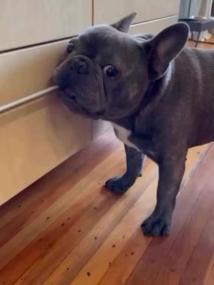 Throwback to this cheeky boy - look at that face Credit:on IG max_frenchie2020 . . . . . . . . . #frenchiebulldoglove #dogsoftiktok #frenchiebulldoglovers #frenchiepuppy❤️ #frenchielifestyle🐶❤️🥰 #frenchiesoftiktok🐾💕 #frenchiepuppylove❤️ #dogbabylove #frenchbulldog #frenchbulldog #frenchiebabyy🥰 #frenchiesoftiktok🐾💕 #dogbabylove #frenchiepuppylove❤️ #frenchiepuppylove 