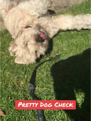 Pretty Dog Check 🐶 #wheatenterrier #dogsoftiktok #comedy #freecomedy @Braedon ❤️ 