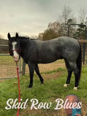 A YEAR OF SKID ROW BLUES! 2024 #CapCut #blueroanstallion #hzroan #splashofwhite #7panelnegative #hearthorse #skidrowblues #1Dfuturitychampion #aqhastallion #stallion #buckcreekroans #cowgirlwithagun #roanhorse #stallion 