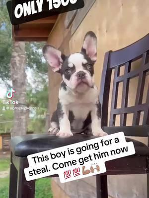 Only $1500 come get him now located in Chicago  #APK #alphaplugkennels🔌 #frenchie #frenchbulldog #frenchiesoftiktok #frenchies #frenchbulldogpuppy #frenchbulldogsoftiktok #fyp #fypシ #fypage #foryou #foryoupageofficiall #foryoupage 