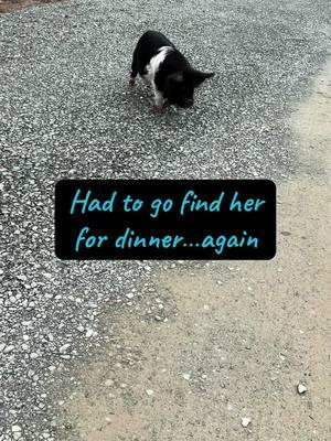 Food motivated is an understatement!! #feedme #hungry #piddyslegacy #luvthesnout #nonprofit #kunekune #sanctuary #rescue #dinnertime #pigsoftiktok #minipigsoftiktok #minipigs #pigs #run #cuteanimals #whatwedo #howweroll #fyp #cutepig #kahu #sanctuarylife #rescuelife #friendsnotfood #piglet #minipig #funnyvideo #speedracer 