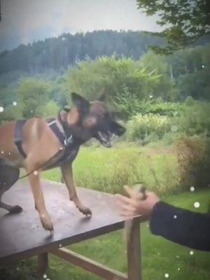 #tactical #k9 #malinois #workingdog #DogTraining #hundetraining #hundevideos #dogtrainer #dogs #k9 #dogsoftiktok #trending #trendingdog #fypシ゚viral #fypシ #fypage #dogsoftiktokviral #dog #malinoisoftiktok #doglover #malinoislovers #k9softiktok #k9unit #k9officer #usa🇺🇸 #usa_tiktok #usadogs #militarydog #foryoupageofficiall #foryourpage #viraltiktok #dogsoftiktok 