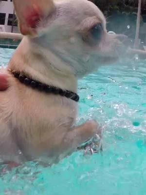 He’s only 2.3 LBS!!! Its Roki!!  #longervideos#amazing dog #smallest dog #cute puppies #puppies #Roki #swimmingdog #dogsthatswim #ohmygod #Rokibaby #thebaby #thebub #sweetness #spins #360 #smallestdog #smallestdogintheworld #omg #soulmate #chihuahua #spins #pets #cutestdog #animals #doglovers #puppy #puppylove #dogs