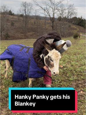 Hanky gets his blankey back on #noblankhank #blanket #farmlife #winterfashion #minidonkeysoftiktok 