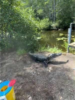 🇬🇧Fishing next to the Alligators in wild Nature of Everglades is UNIQUE FLORIDA experience. This is the mix of last year encounters with this amazing prehistoric Reptiles 😍 . 🇷🇸Pecanje pored aligatora u divljini prirode Evergladesa je JEDINSTVENO iskustvo FLORIDE. Ovo je mix. prošlogodišnjih susreta sa ovim neverovatnim praistorijskim gmizavcima 😍 . #aligator #crocodile #everglades #competition #oscar #cichlid #fishing #nature #rivermonsters #everglades #swamp #swamppeople #swamppuppy #croc #dinosaur #jurassicworld #floridagar #mayancichlid #miccosukee