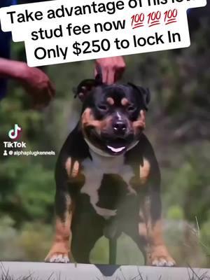 APK Kobe is at a low intro rate don’t sleep on him lock in now for only $250 #APK #alphaplugkennels🔌 #xlamericanbulliesoftiktok #xlbullynation #xlbullytiktok #xlamericanbullyoffical #xlamericanbully🦍 #merle #merlepuppy #trimerle #merletri #chocolatemerle  #fyp #fypシ #fypage #foryou #foryoupageofficiall #foryoupage 