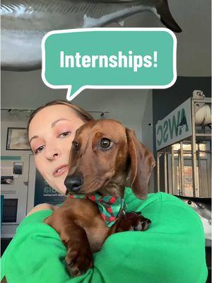 Our summer college internship applications are open! We have 5 positions available! #summerinternship #sharkscience #sciencecommunication #capecod #massachusetts 